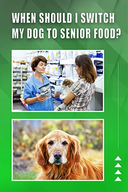 When Should I Switch My Dog To Senior Food