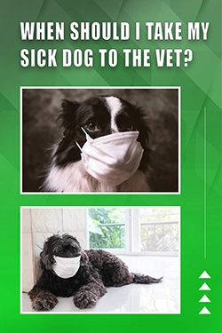 When Should I Take My Sick Dog To The Vet