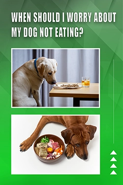 When Should I Worry About My Dog Not Eating