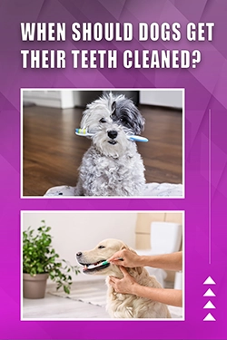 When Should Dogs Get Their Teeth Cleaned