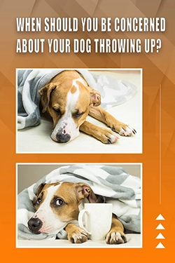 When Should You Be Concerned About Your Dog Throwing Up