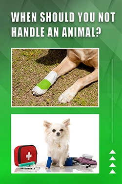 When Should You Not Handle An Animal