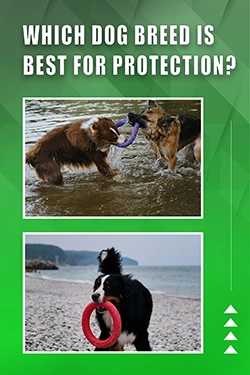 Which Dog Breed Is Best For Protection