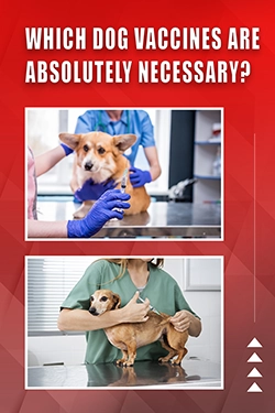 Which Dog Vaccines Are Absolutely Necessary