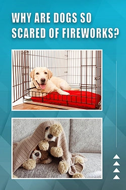 Why Are Dogs So Scared Of Fireworks