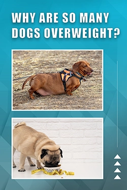 Why Are So Many Dogs Overweight