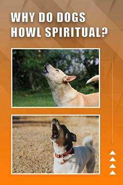 Why Do Dogs Howl Spiritual