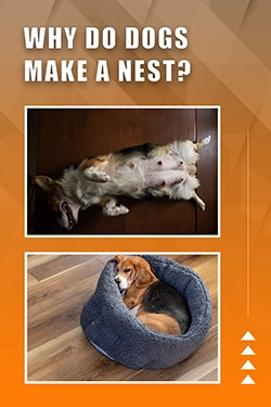 Why Do Dogs Make A Nest
