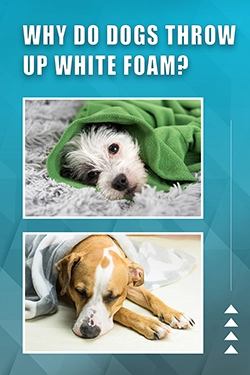 Why Do Dogs Throw Up White Foam