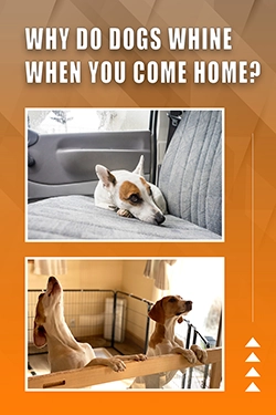 Why Do Dogs Whine When You Come Home