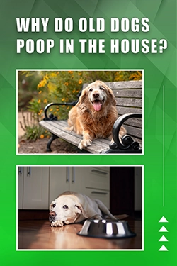 Why Do Old Dogs Poop In The House