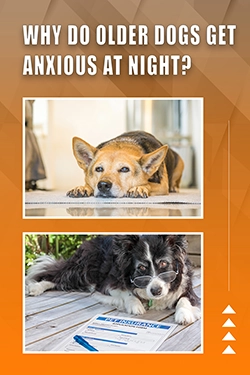 Why Do Older Dogs Get Anxious At Night