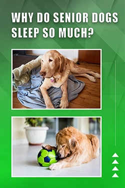 Why Do Senior Dogs Sleep So Much