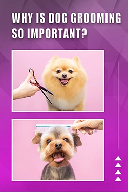 Why Is Dog Grooming So Important