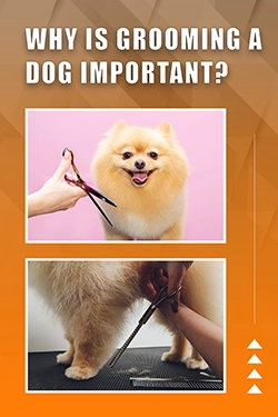 Why Is Grooming A Dog Important