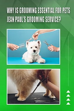 Why Is Grooming Essential For Pets Jean Paul's Grooming Service