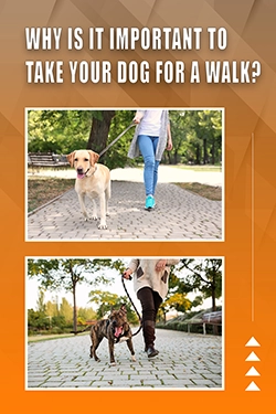 Why Is It Important To Take Your Dog For A Walk