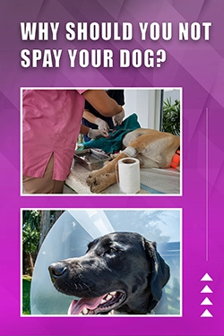 Why Should You Not Spay Your Dog