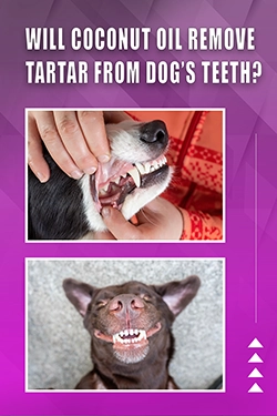 Will Coconut Oil Remove Tartar From Dog's Teeth