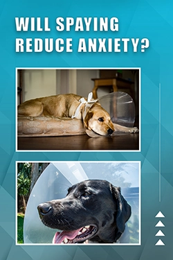 Will Spaying Reduce Anxiety